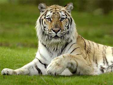 Zeff, a 290-pound female Siberian tiger, looks out from Tiger Mountain