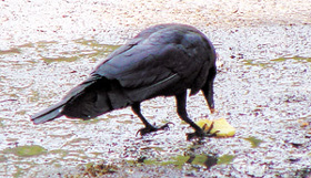 NOTHING TO CROW ABOUT!