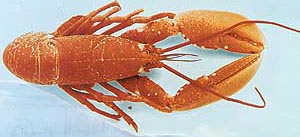 An American jumbo lobster