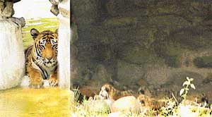 Away from the "vigilant" eyes of the zoo authorities, a Royal Bengal tigress gave birth to three cubs unattended at Chhat Bir