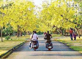 Amaltas in full bloom on the PAU campus in Ludhiana.