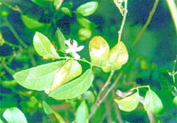 Sun-burnt lemon leaves