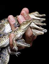 A biologist holds up one-day-old Orinoco crocodiles