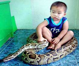 Two-year-old boy Tent Siharutai is pictured with a two-year-old male python in Chumporn province