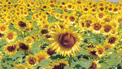 Sunflowers in full bloom at Khamano, near Ludhiana