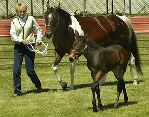 Idaho Gem, first successfully cloned mule in the world, is unveiled