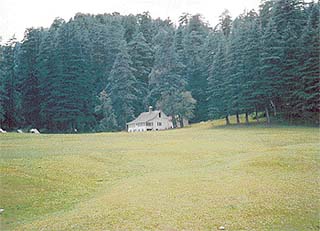 The deodars are considered a symbol of prosperity and venerated as the trees of God