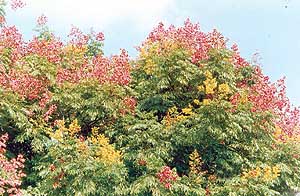The Koelreuteria tree at its colourful best 