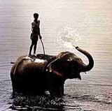 An elephant enjoys a bath