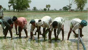 Labourers busy planting paddy at a village near Bathinda