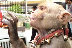 A cocky simian! 