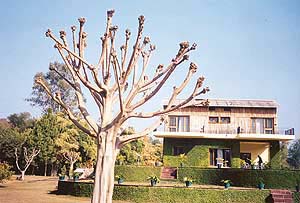 The Ficus species trees have strong limbs