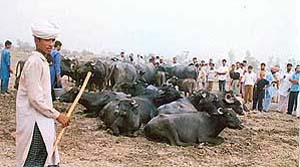 The buffaloes that were taken ill at Kheri Jhameri village in Ludhiana district