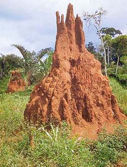A termite mound consists of several chambers