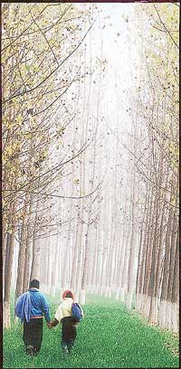 Winter Walk, photo-artist B.S.N. Reddys work, which won an award at the all-India photography contest held in Hyderabad recently.