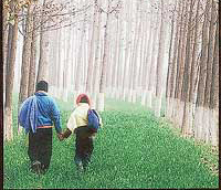Winter Walk, photo-artist B.S.N. Reddys work, which won an award at the all-India photography contest held in Hyderabad recently.