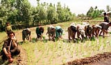 Women sow paddy plants while a farmer enjoys a smoke