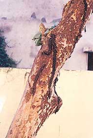 Inject methyl parathion into the tree holes housing the borers