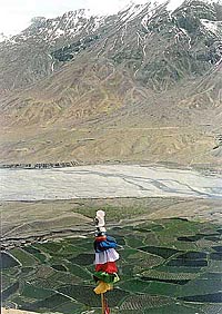 Buddhist plumes: Oasis in the desert