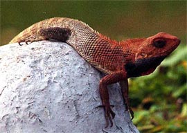 A chameleon waits for its prey at a pole near India Gate