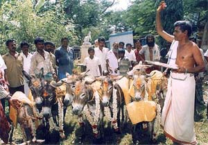 A priest raises his arm to give blessings to newly married donkeys