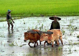 A farmer uses his cow to plow his paddy field