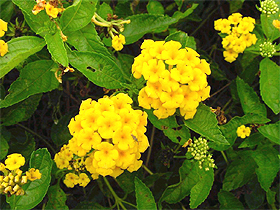 Lantana: As noxious as it is beautiful
