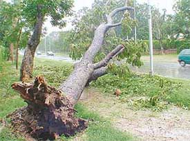 A tree that got uprooted due to squall and rain and resulted in power supply failure in Sector 5