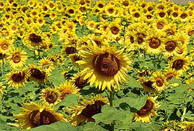 Sunflowers in full bloom in Khamano, near Ludhiana.