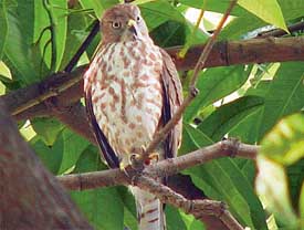 An Indian sparrow hawk which has been flying to the residence of Dr Gurinder Singh