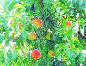 The peach tree requires proper pruning and thinning