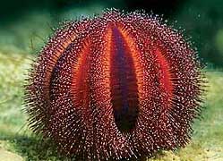 Sea-urchins communicate by discharging chemicals