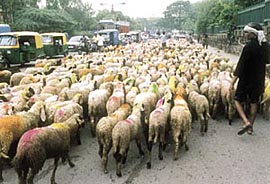 Manali or delhi? A different kind of a traffic jam at Jhandewalan in the Capital