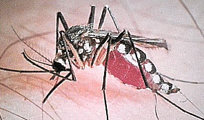 The Aedes mosquito