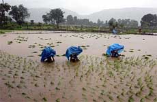 Sporting protective rain gear, farmers plant paddy seedlings in their fields near Panvel town