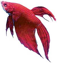 The Siamese fighting fish changes colour on seeing a rival