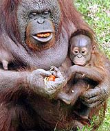 Tatum, a 14-year-old orangutan, holds her baby