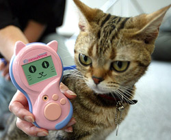 American Shorthair cat Mick examines a mock-up "Meowlingual" device