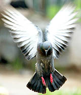 A pigeon flies in a street