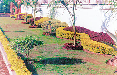 Cuttings can be used to grow plants that look good in clusters