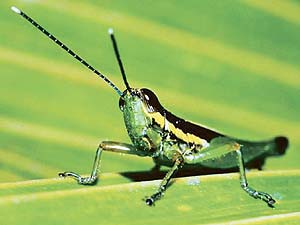 A grasshoppers vocabulary comprises merely 13 sounds