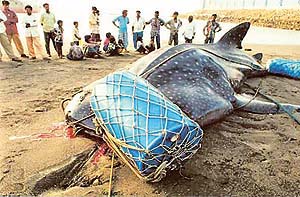 Export of the whale sharks meat, fat and fin fetches good money