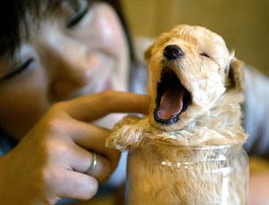 A tiny three-week-old tea cup poodle under 150 grams in weight yawns