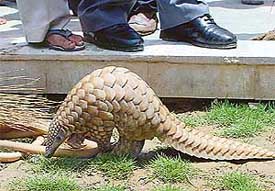 A pangolin that strayed into a Sector 21 house in Panchkula on Wednesday night. It was handed over to officials of the Wildlife Department on Thursday morning. 