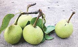 Pear fruit plucked along with the spur (left) and without it