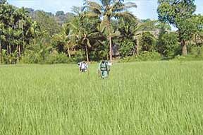 Traversing the paddy bunds is an adventure by itself
