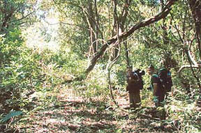 Trekkers revelling in the canopy of the rain forests