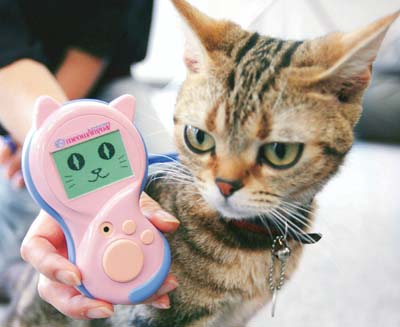 American Shorthair cat Mick examines a mock-up "Meowlingual" device, which can translate various meows into over 200 human words, at an unveiling in Tokyo.