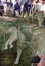 Forest guards and locals rescue a baby elephant from inside a well in a forest at Talaghatapura