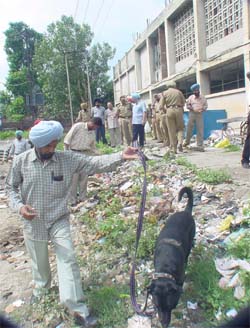 Sniffer dogs in action at the site